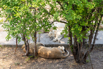 a group of lions sleeping under a tree