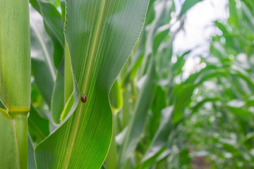 field of young corn in the period of throwing volost. even rows. Healthy plants