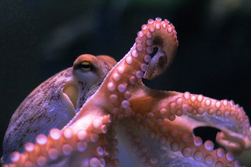 Octopus on dark background. Close up © Olha Kozachenko