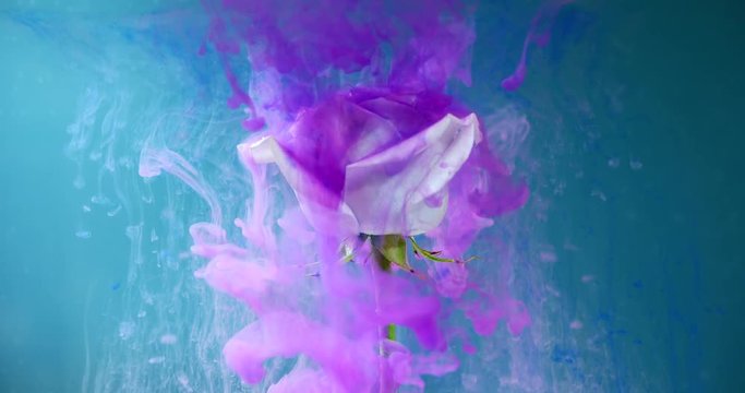 Colorful drops falling on a beautiful rose against blue background.