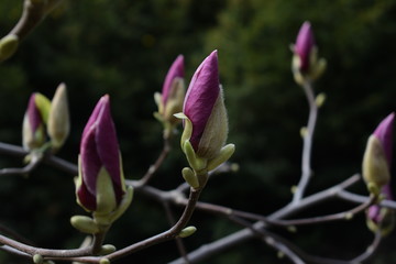 Purple magnolia bud