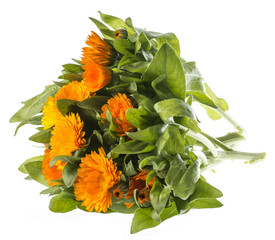 Marigold - Calendula flower isolated on a white background