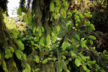 Young branch of spruce