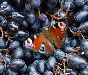 Aglais io, the European peacock butterfly on blue grapes berries