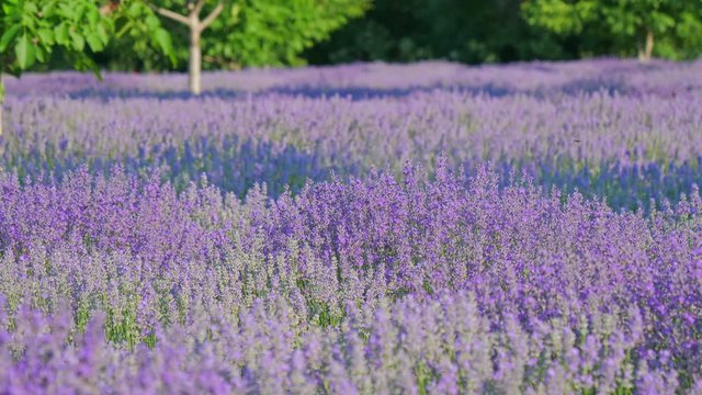 Beautiful Blooming Lavender Flowers. Lavender Season in rural countryside Provence. Personal view of walking on a field with lavender plants at sunrise. Personal perspective of view, Steady cam shot. 