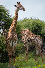 Amazing Wildlife Safari Experience at a Game Reserve in South Africa : Giraffe, the tallest living terrestrial animals and the largest ruminants.