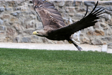 The term eagle is in the broader sense a not well-defined collective name for large and powerful species of birds of prey
