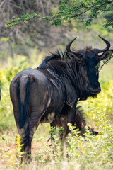 Amazing Wildlife Safari Experience at a Game Reserve in South Africa : Blue Wildebeest, also called gnus, are one of the most abundant big game species.
