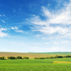 Green spring corn field and blue sky