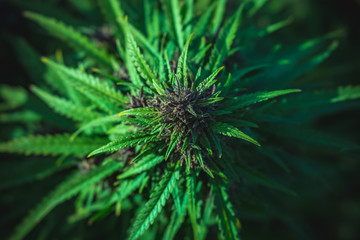 Outdoor Cannabis Flowers