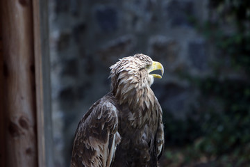 The term eagle is in the broader sense a not well