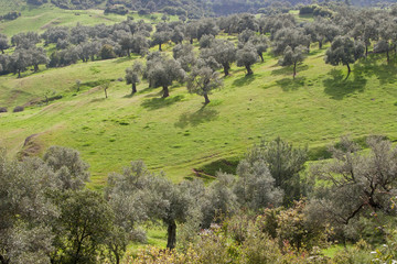 Fototapeta na wymiar olive trees in a olive grove