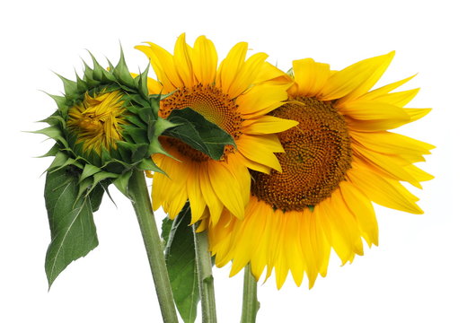 Sunflowers isolated on white background, clipping path
