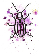 Hand drawn beetle illustration watercolor spring