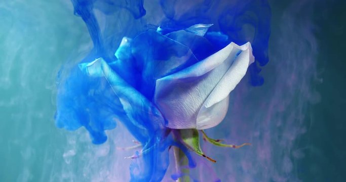Colorful drops falling on a beautiful rose against blue background.
