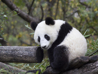 Young Panda bear sitting in the branches