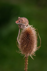 I've made it to the top