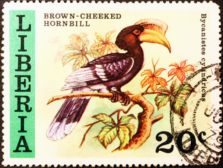Brown-cheeked hornbill on postage stamp of Liberia