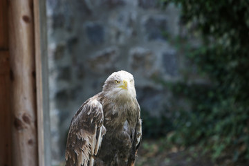 The term eagle is in the broader sense a not well-defined collective name for large and powerful species of birds of prey
