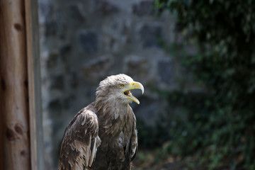 The term eagle is in the broader sense a not well-defined collective name for large and powerful species of birds of prey
