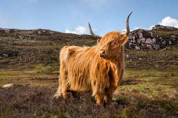 Scottish cow of the highlands, Scotland Great Britain