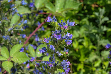 Blauer Natternkopf