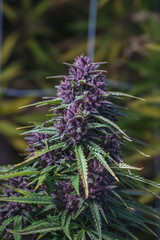 Outdoor Cannabis Flowers