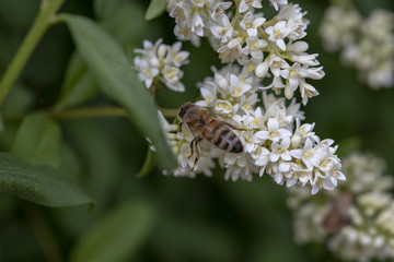 Busy bee collecting honey in the spring