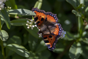 Butterfly on a summeday on a flower