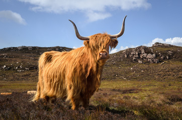 Vache des Highlands, vache écossaise, Ecosse Grande-Bretagne
