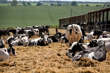 A group of cows in a staible.