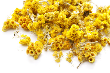 Dried flowers immortelle isolated on white