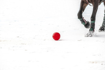Polo Pferd in Action