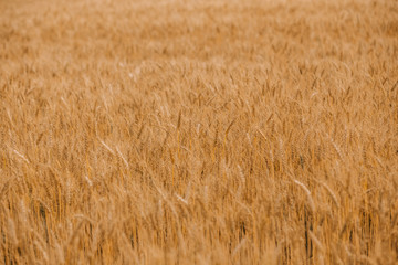 ripe wheat cereals golden field agricultural crops