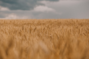 thunderstorm hurricane clouds field agricultural crops wheat