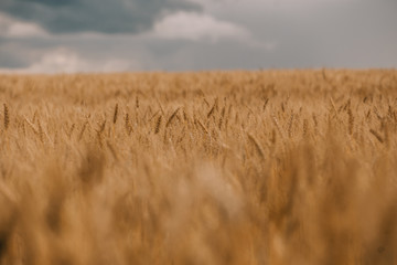 thunderstorm hurricane clouds field agricultural crops wheat