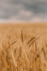 thunderstorm hurricane clouds field agricultural crops wheat