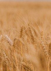 ripe wheat cereals golden field agricultural crops