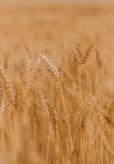 ripe wheat cereals golden field agricultural crops