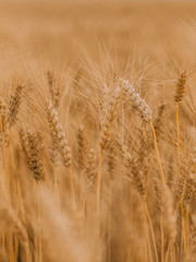 ripe wheat cereals golden field agricultural crops