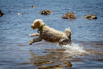 A cute golden doodle jumping in the ocean, chasing a ball. This dog is a mixture of a poodle and a golden retriever. 