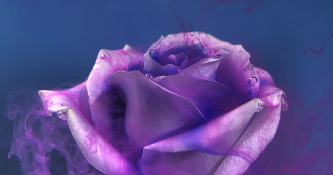Colorful drop spreads on a beautiful rose against blue background. Close-up