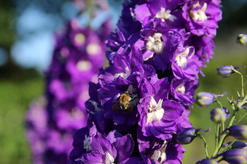 Wunderschöne, violetter Rittersporn