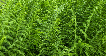 Farne Vegetation Landschaft