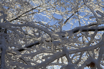 Iced branches with blue sky background
