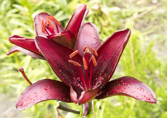 Asiatic hybrid lily 'Blackout' dark-red flower. © tortlecat