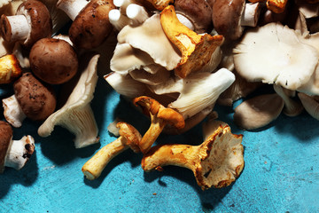 variety of raw mushrooms on table with oyster mushrooms and champignons.