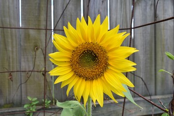 Volunteer Sunflower