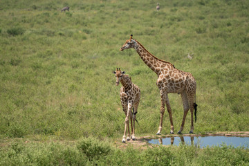 Naklejka na ściany i meble Giraffen (Giraffa) an einer Wasserstelle in Südafrika, Afrika
