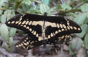 Fototapeta premium King swallowtail (Papilio thoas)